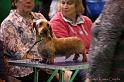 Crufts2011_2 499